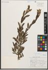 Foto von Salix purpurea L.